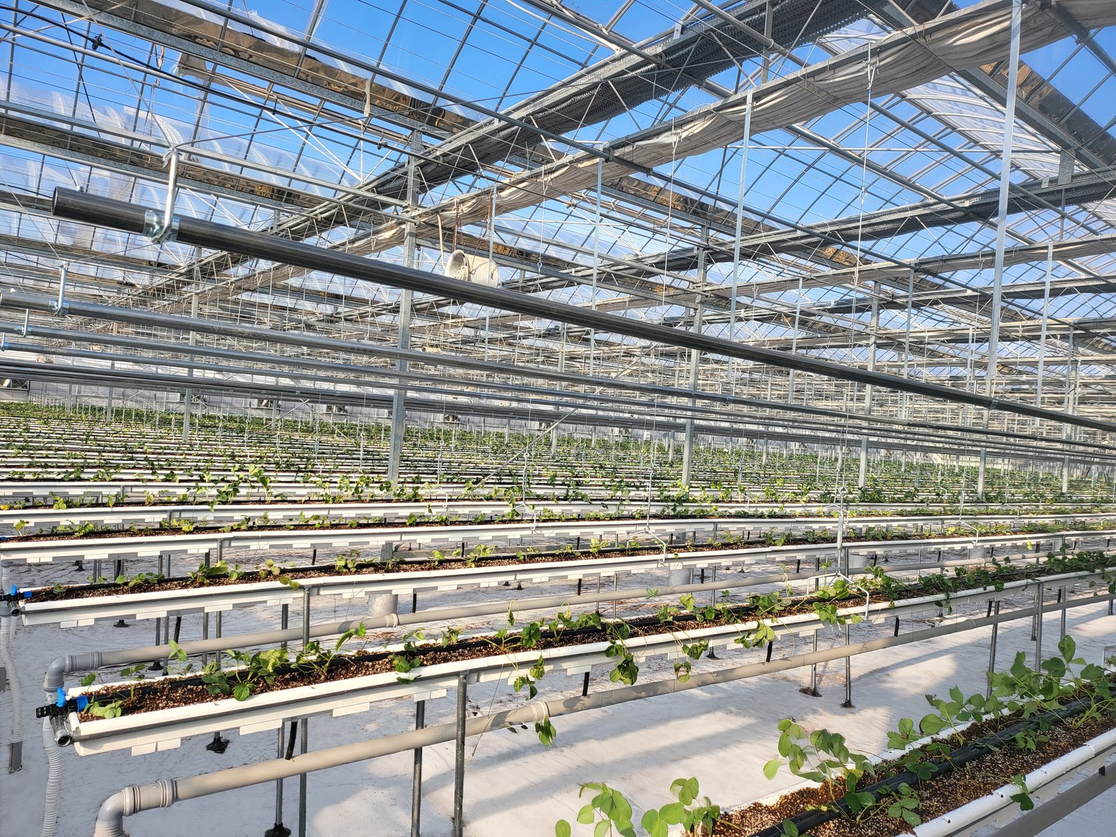 Firmmit smart greenhouse interior